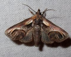 Paectes oculatrix by Jacy Lucier. Used under a CC BY-SA 4.0 license.