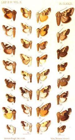 CATALOGUE-BM-PLATE CLXXIII by Sir GEORGE F. HAMPSON, Bart.. Used under a Public domain license.