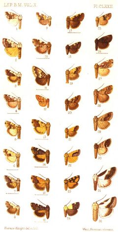CATALOGUE-BM-PLATE CLXXII by Sir GEORGE F. HAMPSON, Bart.. Used under a Public domain license.