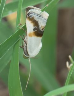 Ponometia binocula P1300765b by 
xpda. Used under a CC BY-SA 4.0 license.
