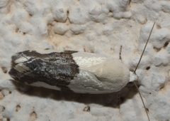Ponometia cuta P1090456a by 
xpda. Used under a CC BY-SA 4.0 license.