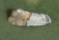 Ponometia elegantula P1080956b by 
xpda. Used under a CC BY-SA 4.0 license.