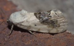Ponometia erastrioides P1330002a by
xpda. Used under a CC BY-SA 4.0 license.