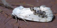 Ponometia erastrioides P1410379a by 
xpda. Used under a CC BY-SA 4.0 license.