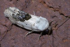 Ponometia erastrioides P1410445a by
xpda. Used under a CC BY-SA 4.0 license.