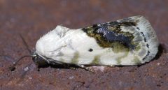 Ponometia erastrioides P1630971a by 
xpda. Used under a CC BY-SA 4.0 license.