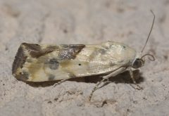 Ponometia libedis P1090329a by 
xpda. Used under a CC BY-SA 4.0 license.