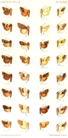 CATALOGUE-BM-PLATE CLXIX by Sir GEORGE F. HAMPSON, Bart.. Used under a Public domain license.