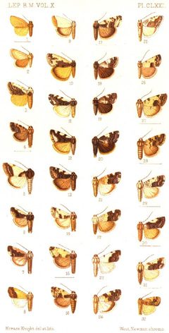 CATALOGUE-BM-PLATE CLXXI by Sir GEORGE F. HAMPSON, Bart.. Used under a Public domain license.