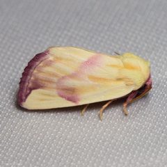 Thurberiphaga diffusa - inat 51988057 by {{{name}}}. Used under a CC BY 4.0 license.