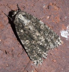 Acronicta afflicta P1250063a by 
xpda. Used under a CC BY-SA 4.0 license.
