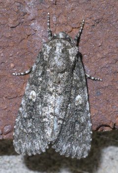 Acronicta afflicta P1380581a by 
xpda. Used under a CC BY-SA 4.0 license.