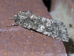 Acronicta afflicta P1380582a by 
xpda. Used under a CC BY-SA 4.0 license.