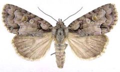 Acronicta albarufa2 by USDA. Used under a Public domain license.