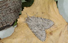 Acronicta americana by Joseph Berger, , Bugwood.org. Used under a CC BY 3.0 us license.