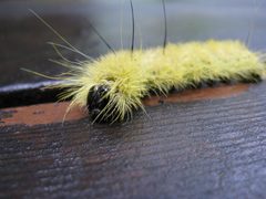 Acronicta americana caterpillar 1 by Nadiatalent. Used under a CC BY-SA 3.0 license.