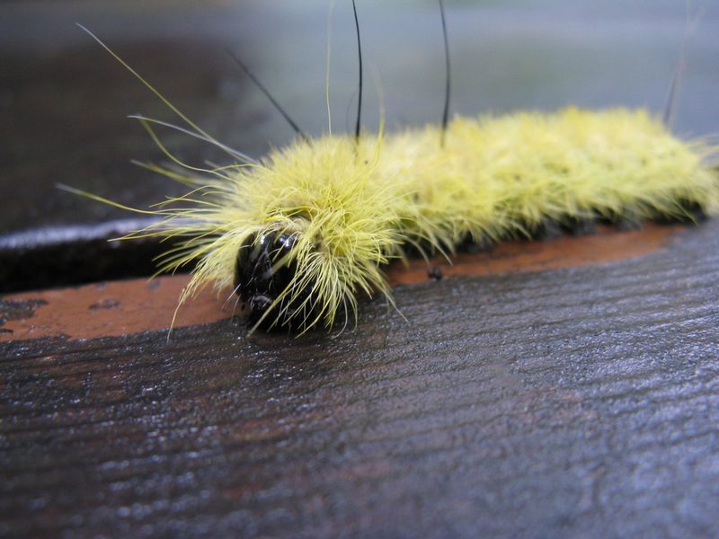 Acronicta americana (American dagger moth): Identification, Facts, and ...