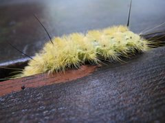 Acronicta americana caterpillar 3 by Nadiatalent. Used under a CC BY-SA 3.0 license.