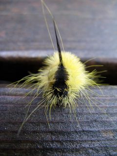 Acronicta americana caterpillar 4 by Nadiatalent. Used under a CC BY-SA 3.0 license.