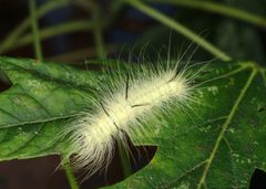 Acronicta americana larva1 by Joseph Berger, , Bugwood.org. Used under a CC BY 3.0 us license.