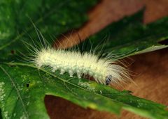 Acronicta americana larva2 by Joseph Berger, , Bugwood.org. Used under a CC BY 3.0 us license.