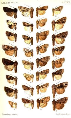 CATALOGUE-BM-PLATE CXXIV by Sir GEORGE F. HAMPSON, Bart.. Used under a Public domain license.