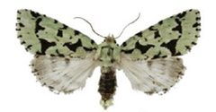 Acronicta fallax by Schmidt BC. Used under a CC BY 3.0 license.