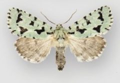 Acronicta fallax female by Schmidt BC. Used under a CC BY 3.0 license.