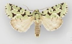 Acronicta fallax male by Schmidt BC. Used under a CC BY 3.0 license.