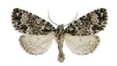Acronicta fragilisZK by Schmidt BC. Used under a CC BY 3.0 license.