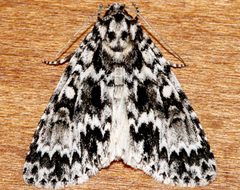 Acronicta fragilis 01 by CBG Photography Group, Centre for Biodiversity Genomics. Used under a CC0 license.