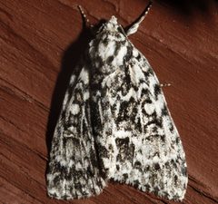 Acronicta fragilis 02 by CBG Photography Group, Centre for Biodiversity Genomics. Used under a CC0 license.