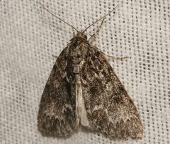 Acronicta fragilis 03 by CBG Photography Group, Centre for Biodiversity Genomics. Used under a CC0 license.