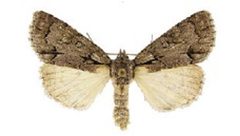 Acronicta griseaZK by Schmidt BC. Used under a CC BY 3.0 license.