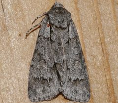 Acronicta grisea 01 by CBG Photography Group, Centre for Biodiversity Genomics. Used under a CC0 license.