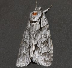 Acronicta grisea 02 by CBG Photography Group, Centre for Biodiversity Genomics. Used under a CC0 license.