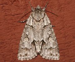Acronicta grisea 03 by CBG Photography Group, Centre for Biodiversity Genomics. Used under a CC0 license.