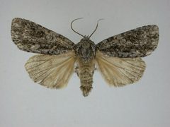 Acronicta hamamelis1 by Canadian National Collection of Insects, Arachnids and Nematodes. Used under a CC BY-SA 3.0 license.
