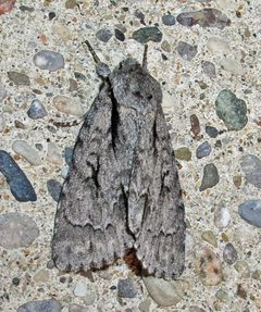 Acronicta hasta adult by Jacy Lucier. Used under a CC BY-SA 4.0 license.