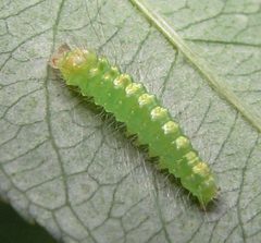 Acronicta hasta larva early instar by Jacy Lucier. Used under a CC BY-SA 4.0 license.