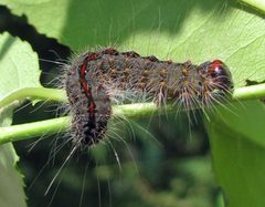 Acronicta hasta larva mature by Jacy Lucier. Used under a CC BY-SA 4.0 license.