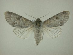 Acronicta hastulifera by James Sullivan, Research Collection of J. B. Sullivan. Used under a Copyrighted free use license.