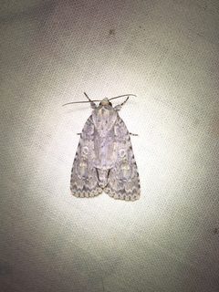 Acronicta immodica - inat 82228823 by {{{name}}}. Used under a CC BY 4.0 license.