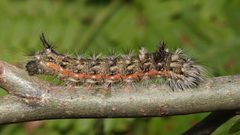 Acronicta-impleta-001 by Mdf. Used under a CC BY-SA 3.0 license.