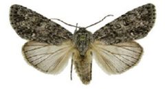 Acronicta impletaZK by Schmidt BC. Used under a CC BY 3.0 license.