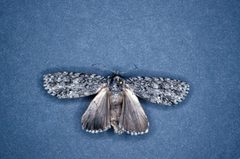 Acronicta impleta adult by Lacy L. Hyche. Used under a CC BY 3.0 license.