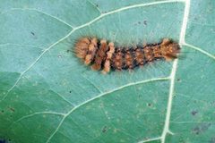 Acronicta impleta larva by Lacy L. Hyche. Used under a CC BY 3.0 license.