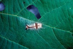 Acronicta impleta larva1 by Lacy L. Hyche. Used under a CC BY 3.0 license.