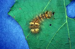 Acronicta impleta larva2 by Lacy L. Hyche. Used under a CC BY 3.0 license.