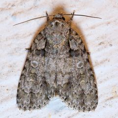 Acronicta increta by Mike Boone. Used under a CC BY-SA 2.5 license.